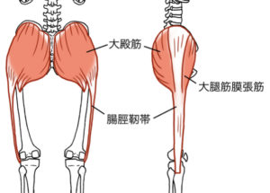 大腿筋膜張筋　腸脛靭帯